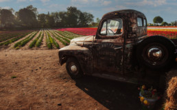 A view of Vankleek Hill Tulip Fields with an old pickup truck in the foreground