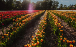 A field of tulips at Vankleek Hill Tulip Fields